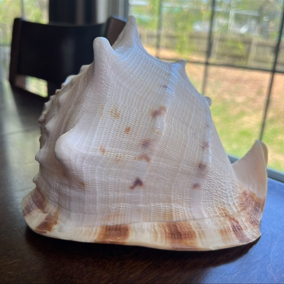 Cassis Cornuta Queen Horned Helmet Shell - Picture 10 of 16